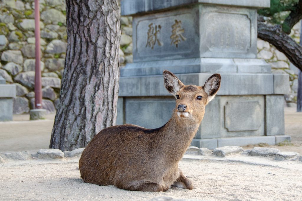 広島－宮島の松の近くに座る鹿