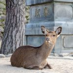 広島－宮島の松の近くに座る鹿